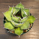 観葉植物/アガベ:チタノタ5号鉢植え(23-16)
