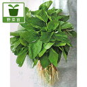 野菜の苗/アマランサス野菜用品種3号ポット 2株セット