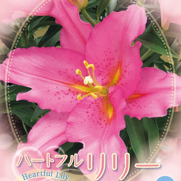 球根/ユリ：ハートフルリリー　ベンドーム1球入り