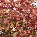 草花の苗/(わけあり特価)コリウス:バレッティ リラ3-3.5号ポット 3株セット