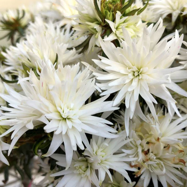 ベルギーアザレア：白切れ弁（キンクサクホワイト)4号ポット