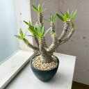 観葉植物/パキポディウム:ホロンベンセ 5号22-01