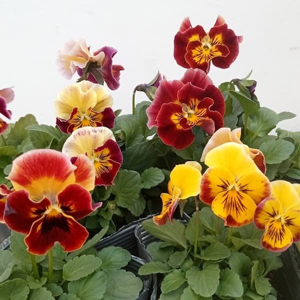 草花の苗/見元園芸のパンジー：でめきんダンス3-3.5号ポット 12株セット