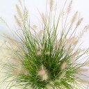 草花の苗/ペンニセツム(ファウンテングラス):リトルバニーゴールド4号鉢植え