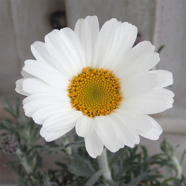 ローダンセマム エルフ 苗の商品画像