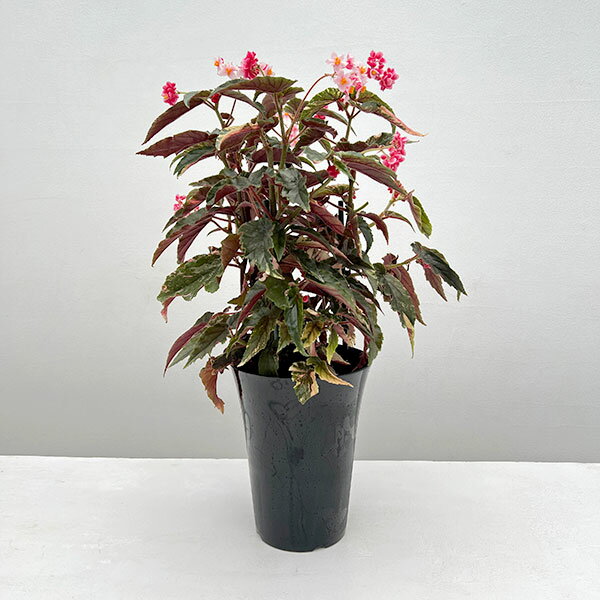 観葉植物/ベゴニア：ジニーギンガ　6号鉢植えのサムネイル