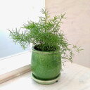 観葉植物/アスパラガス:スプレンゲリー/ステララウンド緑