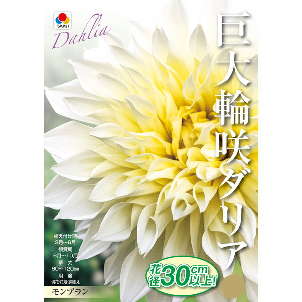 小型球根/ダリア：ウルトラ巨大輪咲き モンブラン1球入り花径が平均30cm以上もある大きな花を咲かせます。近年アレンジメントにもよく利用されており、人気急上昇中のダリアです。タイプキク科の球根植物植付け適期3月〜6月開花時期6月〜10月草丈80〜120cm栽培方法：原産地の気候により、高温と乾燥を嫌います。日当たりが良く、しかも夏は涼しい、水はけのよい土に植えてください。植付け時に堆肥などを混ぜると大きく生長します。アブラムシが発生しやすいので、浸透性殺虫剤をまくなどして予防してください。大きな花を咲かせるためには、下2節に脇芽を残し、それより上の主茎の脇芽を全部かき取り、一番花を咲かせます。一番花が終わったら花の下で切り取って、下2節の脇芽を成長させて二番花を咲かせましょう。寒さに弱い球根なので、晩秋には堀上げを行います。分球する際には、クラウンと呼ばれる球根の付根部分に発芽点があるので、傷つけないよう一緒に切り分けて下さい。※ダリアの球根は、秋〜冬にかけて掘り上げたものを保存してお届けしている関係上、イモの部分が柔らかいあるいは萎びた状態になっている場合がございます。この状態は植えつけ及び開花には問題ございませんので、予めご了承下さいませ。※球根の表皮が剥けていたり、細かな傷がある場合がございます。生育には支障ありませんので予めご承知おきください。ダリア：ウルトラ巨大輪咲き モンブラン1球入りの栽培ガイド秋植え球根のダブルデッカー植え球根の植付け秋植え球根ダリアの管理