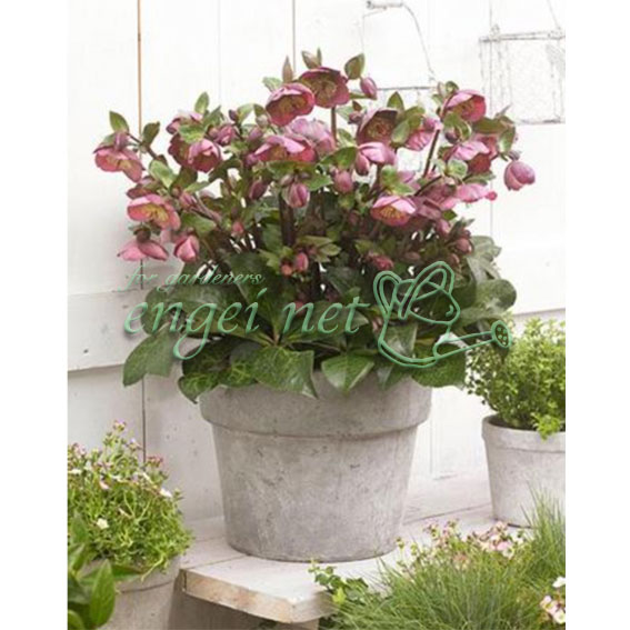 クリスマスローズ：ぺニーズピンク5号鉢（開花終了株）のサムネイル