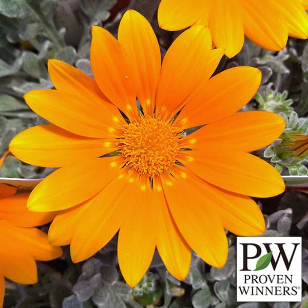 草花の苗/ガザニア：シルバーティガ...