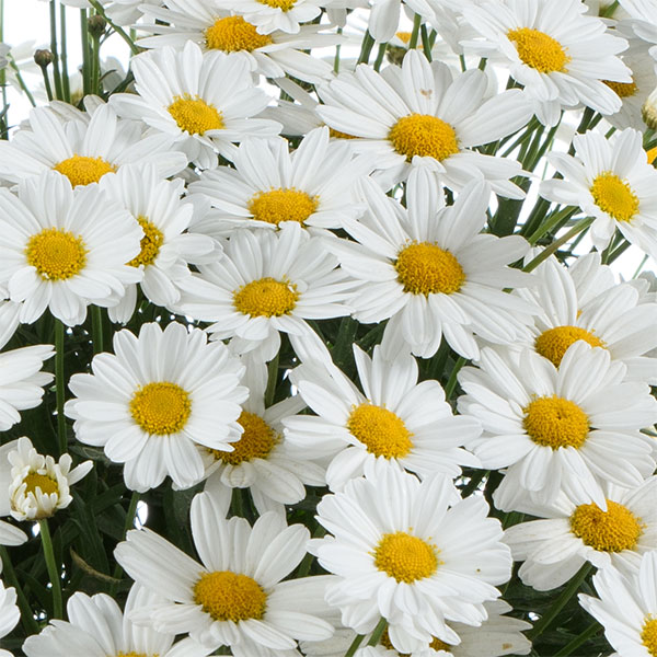 草花の苗/マーガレット：ローリーズ ホワイトチョコレート3.5号ポット