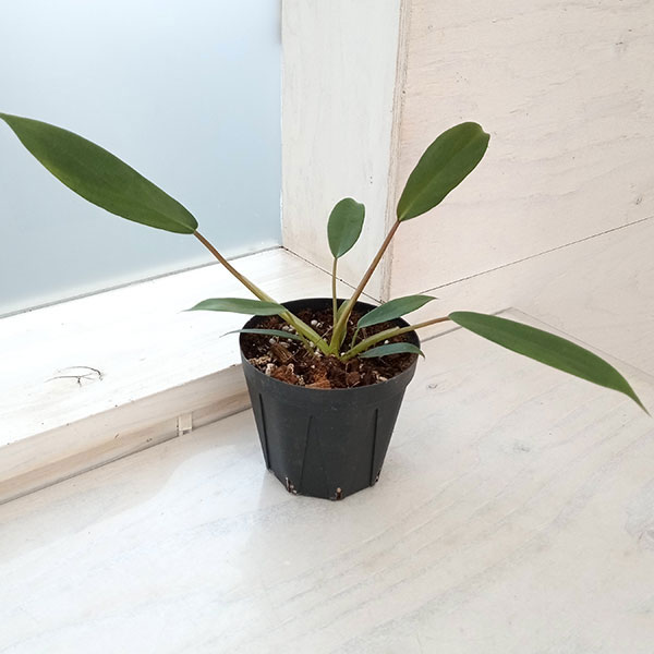 観葉植物/[棚卸セール]フィロデンドロン：ジョーピー　3号