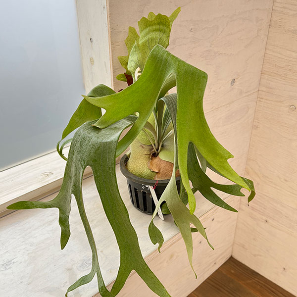 観葉植物/[送料無料]（わけあり特価）ビカクシダ（コウモリラン）：飛ぶ鳥（Tobutori）（胞子栽培）ポット苗