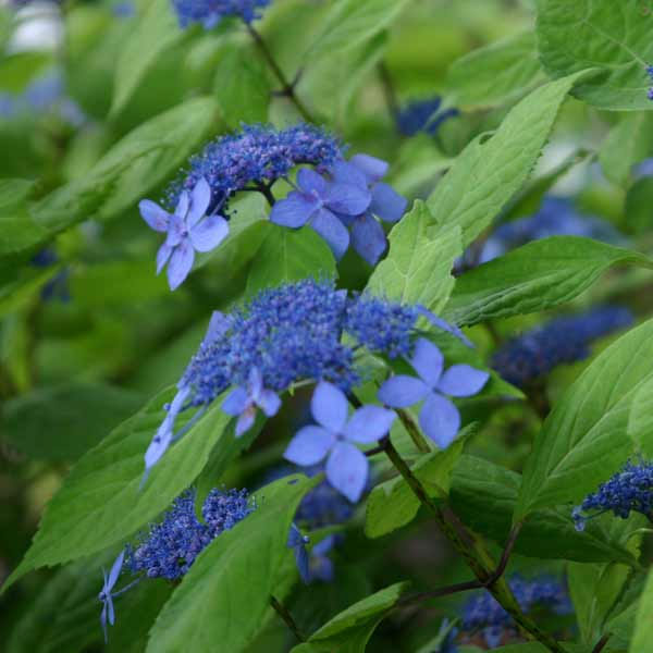 花木 庭木の苗/ヤマアジサイ：海峡（かいきょう）4号ポット