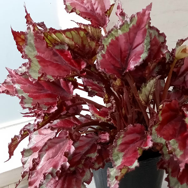 観葉植物/レックスベゴニア：スピットファイヤー 3.5号ポット