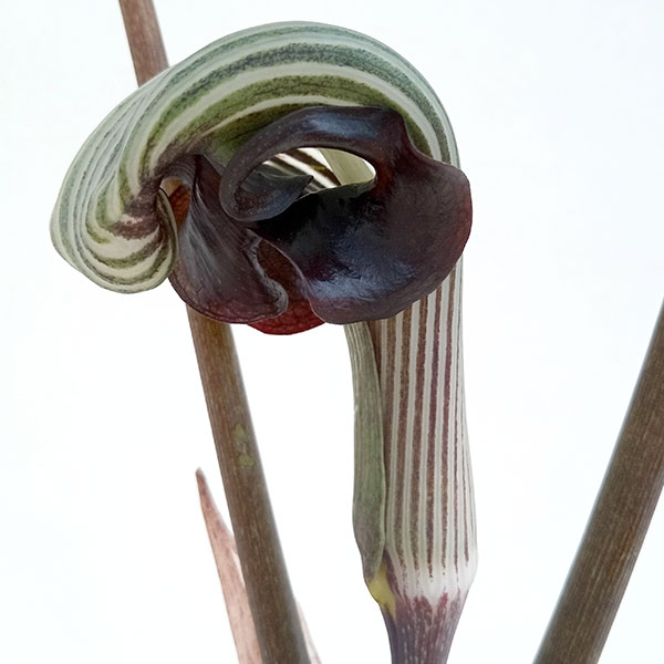 楽天市場】テンナンショウの通販