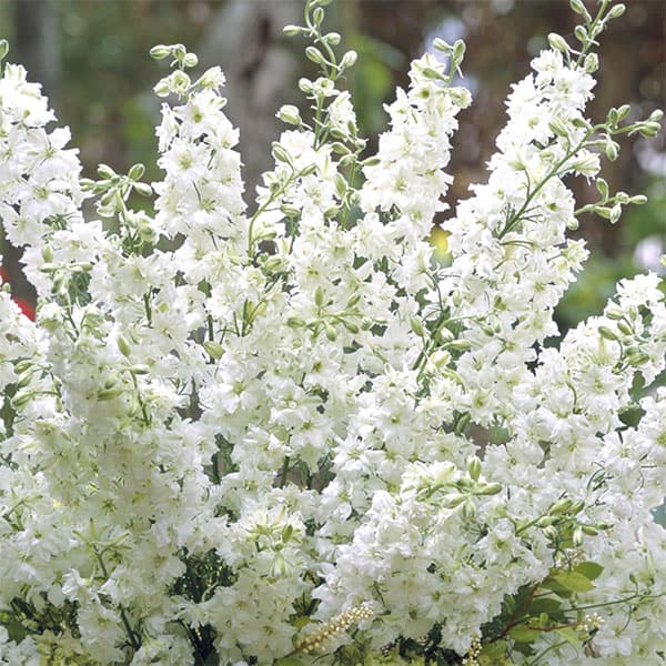 楽天市場】苗 千鳥草の通販