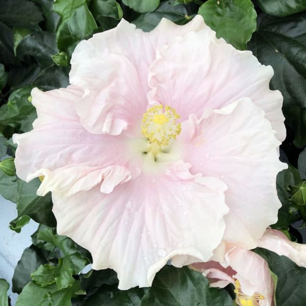 ハイビスカス（ニューロングライフ）：エリス7号鉢植えのサムネイル