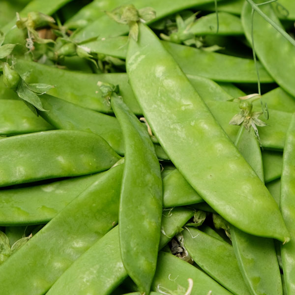 野菜の苗/[送料無料]絹さやエンドウ2.5号ポット苗40株セット