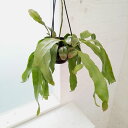 観葉植物/エピフィラム:プミラム(ヒメゲッカビジン) 5号吊り鉢