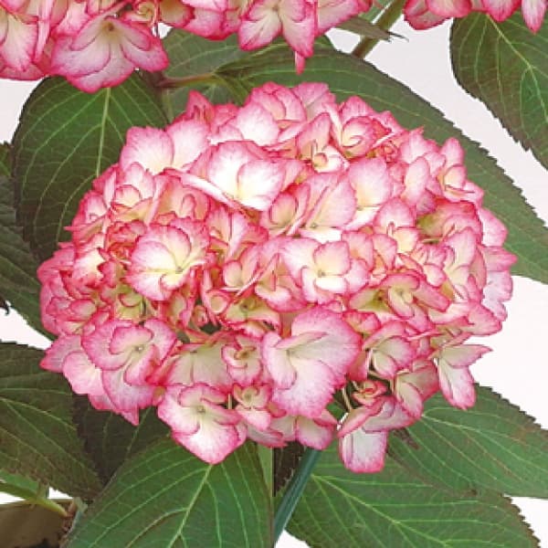 花木 庭木の苗/アジサイ：リップル5号ポット