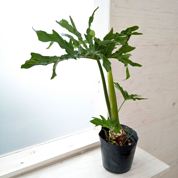 観葉植物/フィロデンドロン：セローム根上がり 6号ポット