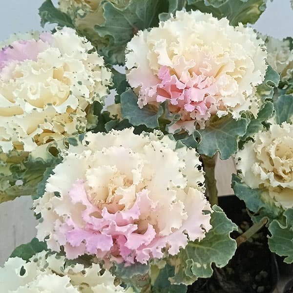 草花の苗/ハボタン：ラッフル ピンクメッシュ2本立ち3.5号ポットのサムネイル