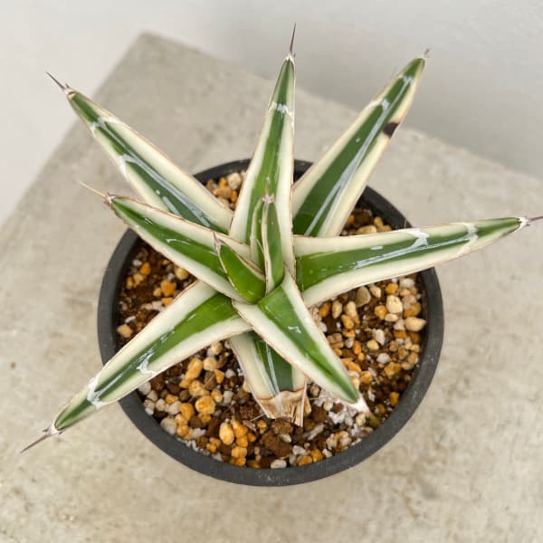 観葉植物/（わけあり特価）アガベ：氷山（ビクトリアレギナエ斑入り）3号鉢植え23-02