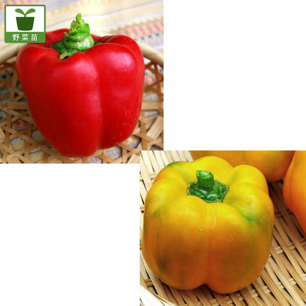育てやすい 野菜苗野菜の苗/[送料無料]フルーツパプリカ（カラーピーマン）セットおまかせアソートミックス3号ポット28株セット育てやすく、たくさん実がなるあま〜いパプリカです。プランターでもかんたんに育てられます。緑色でも収穫できますが、色づくと甘くなります。サラダの彩りや炒め物におすすめです。★色および本数は見計らいミックスとなりますので、ご了承ください。タイプ：ナス科1年草開花期：7〜9月収穫期：8〜10月日照：日なた栽培方法：水はけの良い土壌で、畑の場合株間50cm、プランターの場合深さ30cm以上、直径30cmに1株、幅65cmの場合2株植えて下さい。最初分枝する芽を残して全てわき芽をとり除きます。結実時期には乾燥防止に敷きわらを敷き、また乾燥しすぎると実が腐るので注意して下さい。元肥の他に、1番目の果実が大きくなる頃に1握りの配合肥料を株元に与えてください。追肥約20日後から2週間に1回液肥を与えます。アブラムシ、スリップス、べと病に気をつけます。緑色でも収穫できますが、色づくと甘くなります。お届けする苗は3号（直径9cm）ポット入り、28株セットです。写真は成長時（開花時）のイメージですが、お届けの際はまだ苗の状態です。色および本数は見計らいミックスとなりますので、ご了承ください。■この商品はメーカー直送にてお届けのため、下記サービスについてはお受けできません。・時間帯指定・メッセージカードの添付■お届け地域について　　　・北海道・沖縄・離島へのお届けはできません。　※生産元で売り切れの際は在庫がご用意できない場合がございます。在庫がご用意できなかった場合は別途ご連絡をいたします。予めご了承ください。※商品名に[送料無料]と記載のあるものが対象です。送料無料とならない商品を一緒にご注文いただいた場合は通常送料がかかります。[送料無料]フルーツパプリカ（カラーピーマン）セットおまかせアソートミックス3号ポット28株セットの栽培ガイド野菜：ピーマン・ししとう・トウガラシの育て方野菜（実もの）：ナスの育て方・栽培方法