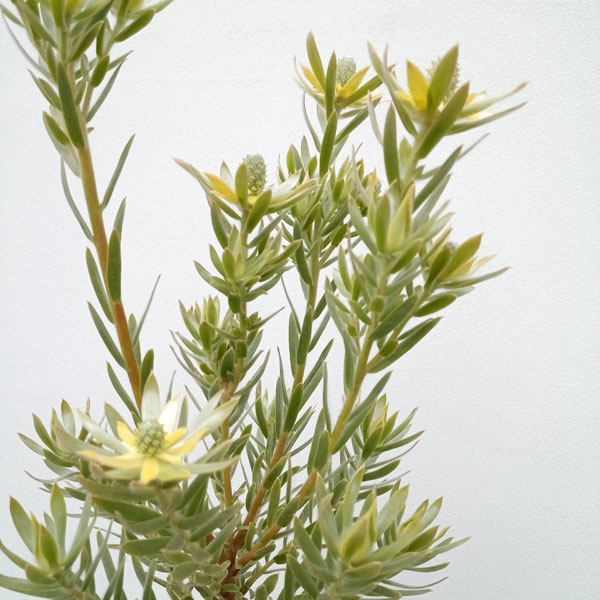 花木 庭木の苗/[ザ・ファームセレクト]リューカデンドロン：コニカムイエロー　5号鉢植えのサムネイル