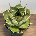 観葉植物/アガベ:チタノタ 4号鉢植え(23-17)