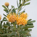 花木 庭木の苗/(わけあり特価)リューコスペルマム:カリプソゴールド 5号