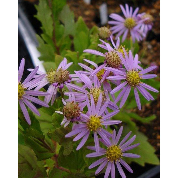 山野草の苗/キク：桃花アキバギク3号ポット