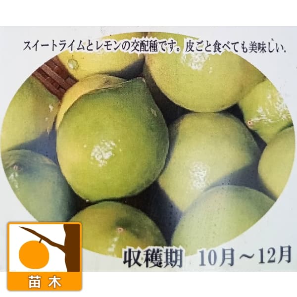 �̼�����/�饤�ࡧ�Х�󥿥���饤�� 3��ݥå�