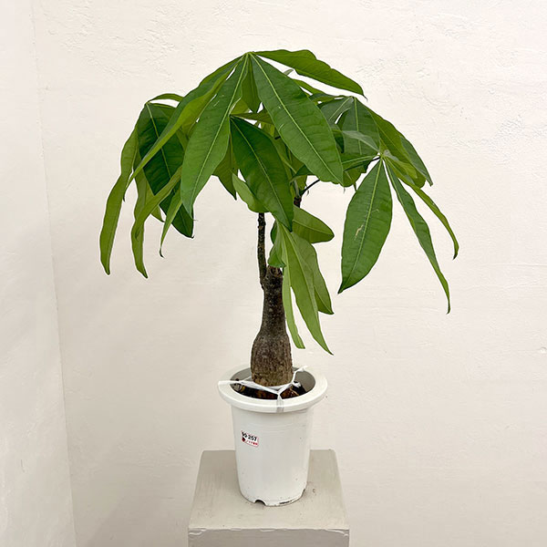 観葉植物/パキラ：グラブラ6号鉢植...