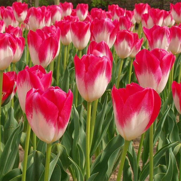 球根/チューリップ：桃太郎　10球セット（DH）