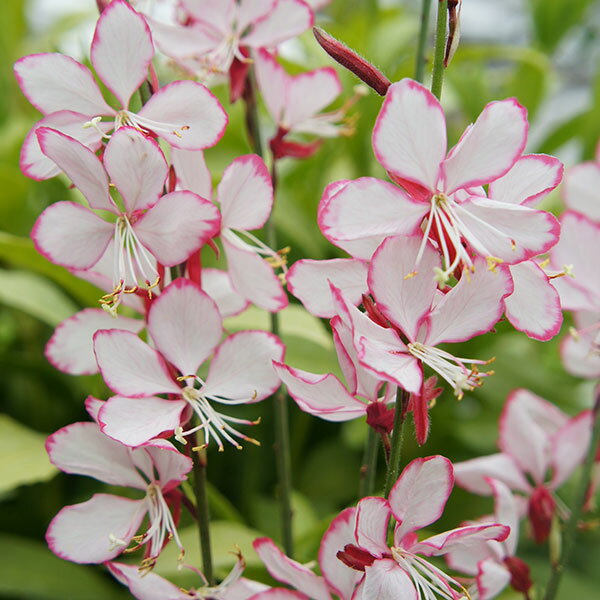 草花の苗/ガウラ（白蝶草）：ソングオブブリーズ3号ポットのサムネイル