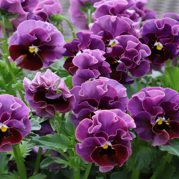 草花の苗/MSKガーデン小輪フリンジビオラ：和モダンクラシックカラー京紫（きょうむらさき）3-3.5号ポ..