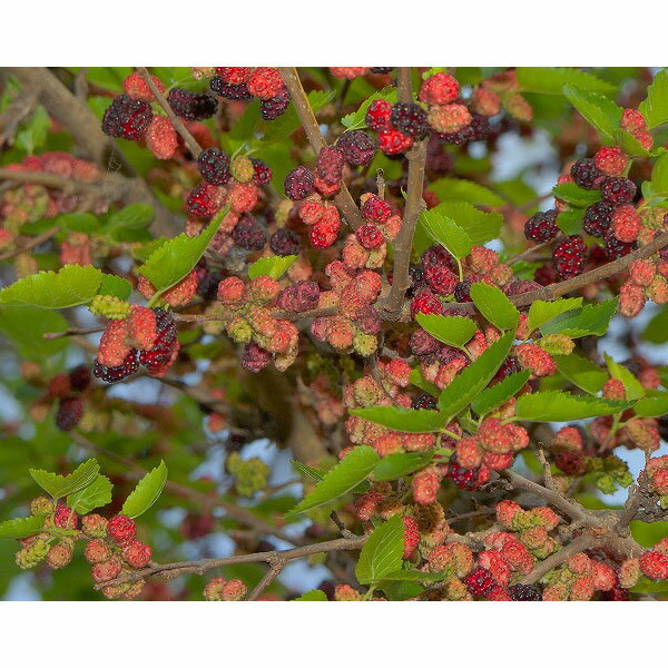 果樹の苗/マルベリー（桑）：シャルロットリュス 4号ポット