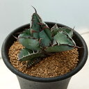 観葉植物/アガベ:チタノタ ブラックアンドブルー 2.5号鉢植え