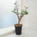 観葉植物/センナ:メリディオナリス 3号鉢植え23-06