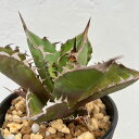 観葉植物/アガベ:チタノタ 白排刺(発根済) 4号鉢植え23-01