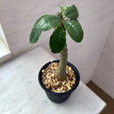 Dorstenia Foetida（ドルステニア・フォエチダ）