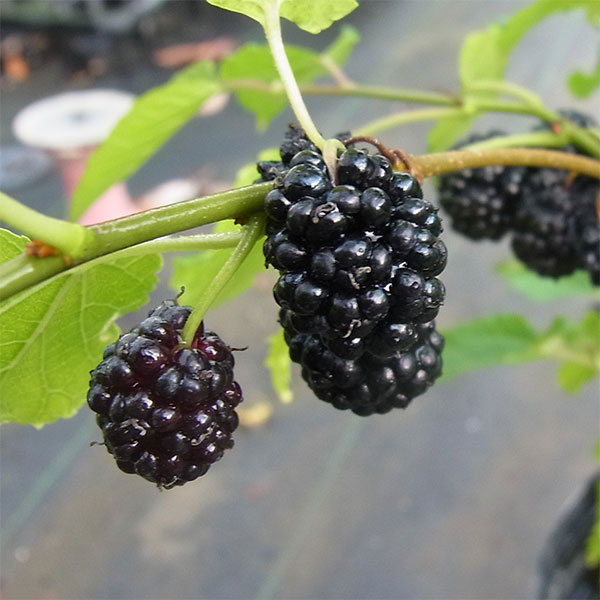 果樹の苗/マルベリー（桑）：大実鈴成り桑4.5号ポット