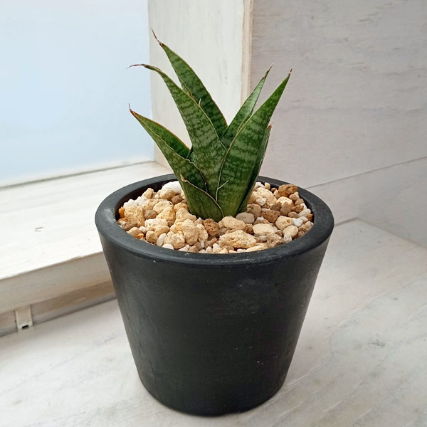 観葉植物/サンセベリア：イムシャラ...