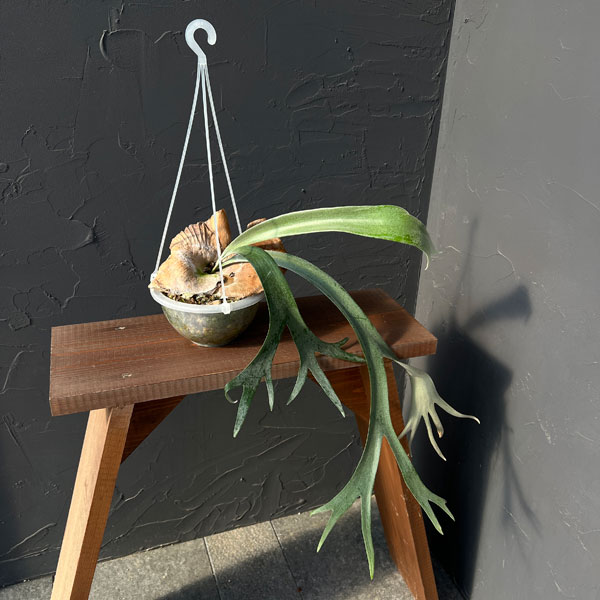 観葉植物/ビカクシダ：ウィリンキー...