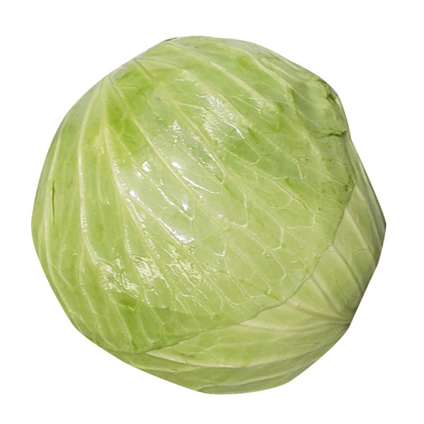 野菜の苗/[送料無料]キャベツ：初秋の苗2.5号ポット 40株セット