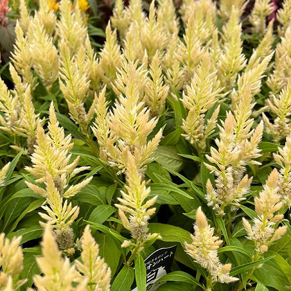 草花の苗/セロシア（ケイトウ）：ライオンハート・ホワイトの鬣（クリームホワイト系）3号ポットのサムネイル