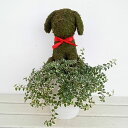(わけあり特価)トピアリー:いぬ(プミラ寄せ植え)7号鉢植え