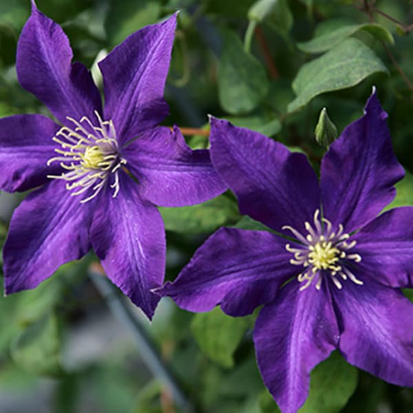 クレマチスの苗/クレマチス：ミステリー・トレイン4.5号ポット(ジャックマニー系)